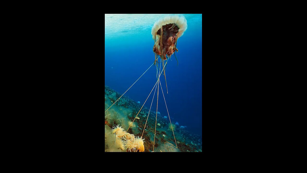 This is the World Largest Jelly Fish.