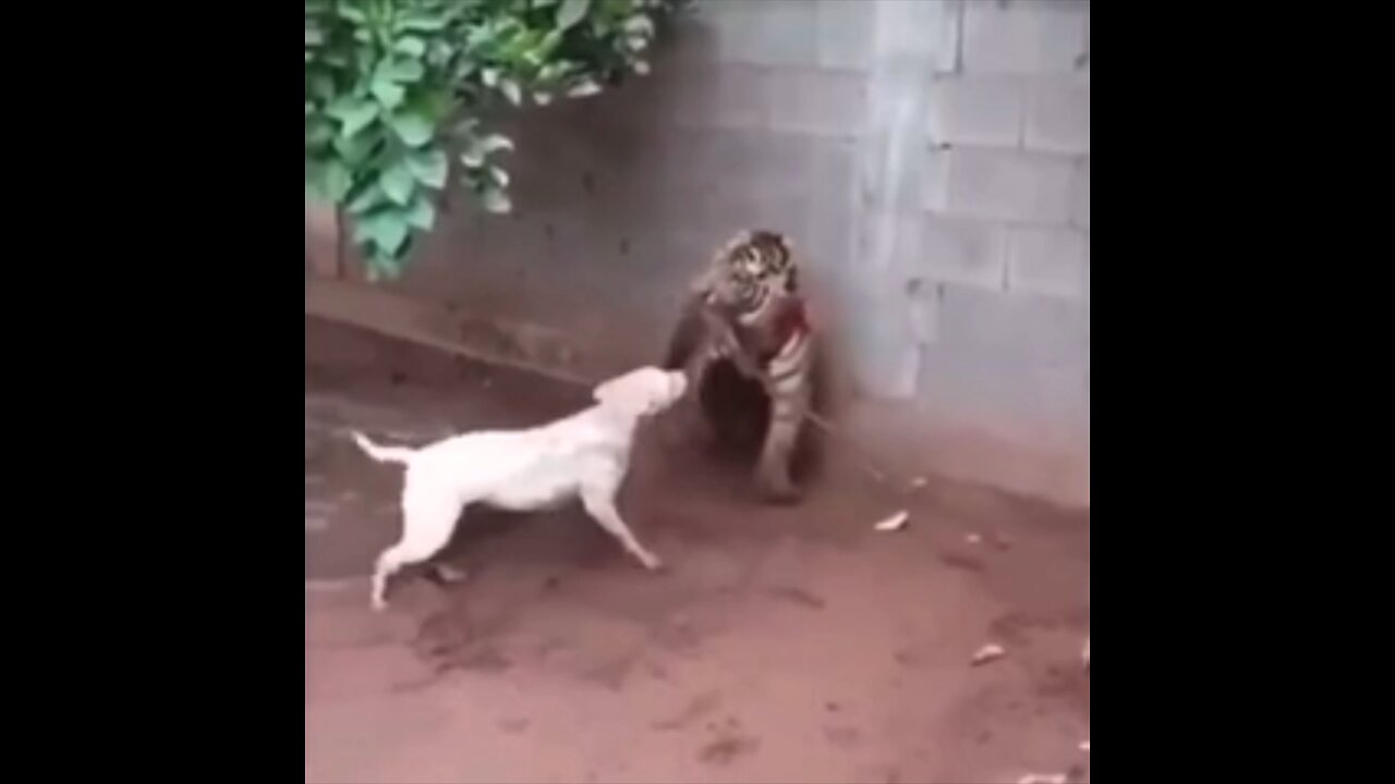 Bull Terrier vs. Chained Cub Tiger (REAL FIGHT) πΆπ―