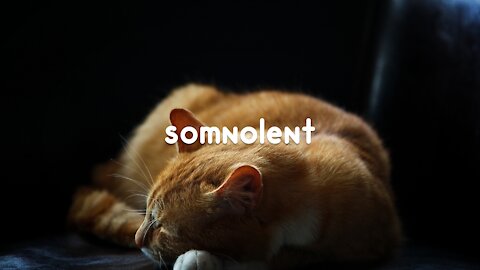 calming music ║ relax with me - somnolent