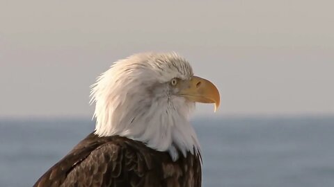 Close Up of Bald Eagle Head
