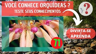 71 - VOCÊ CONHECE ORQUIDEAS ? QUAL O NOME DESSA ORQUIDEA?DIVIRTA-SE IDENTIFICANDO ESSA ORQUÍDEA