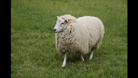 everything in society brings out the sheep