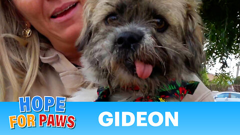 Homeless dog with a broken jaw swallows something very unusual - that's a first for me.