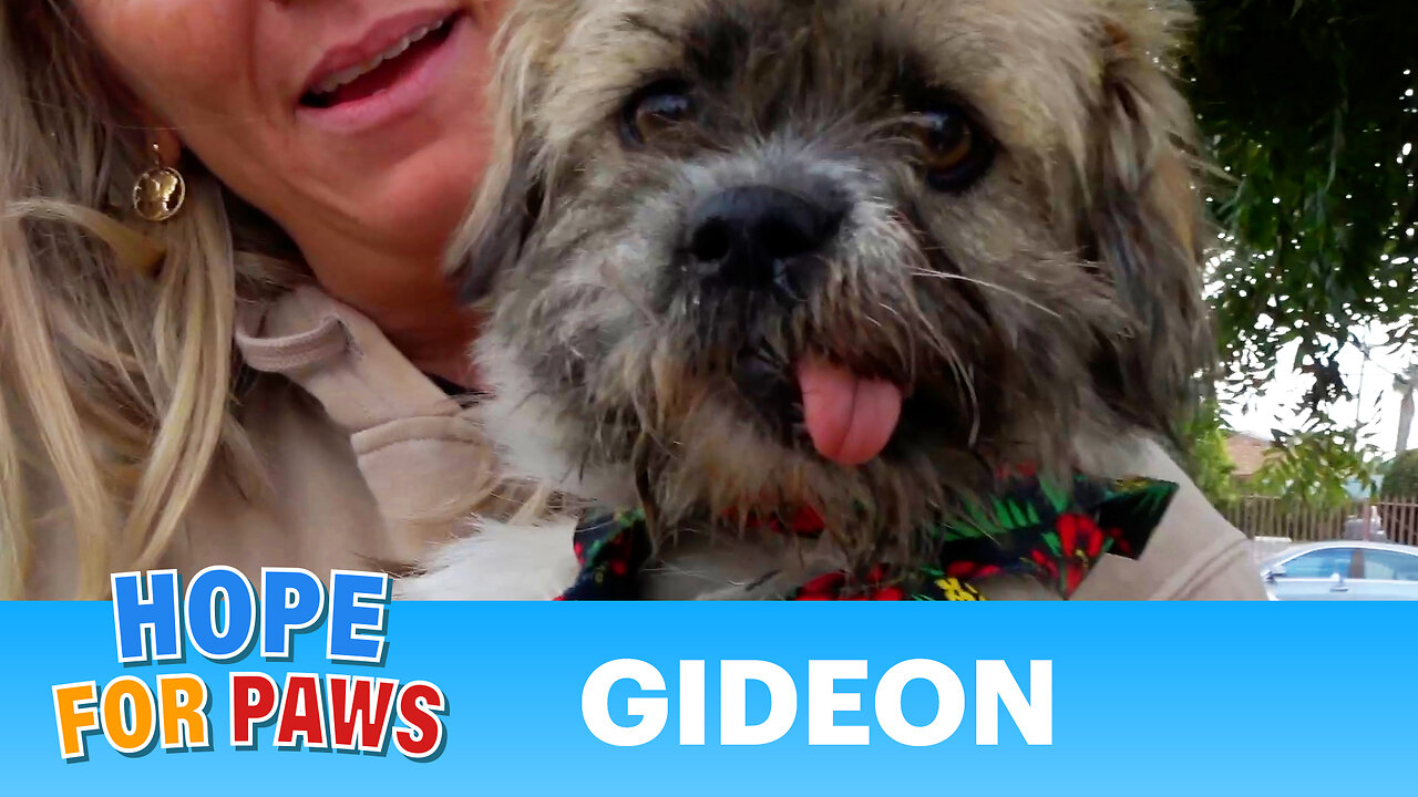 Homeless dog with a broken jaw swallows something very unusual - that's a first for me.