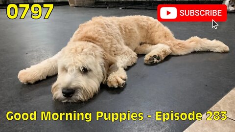 [0797] GOOD MORNING PUPPIES - EPISODE 283 [#dogs #doggos #doggies #puppies #dogdaycare]