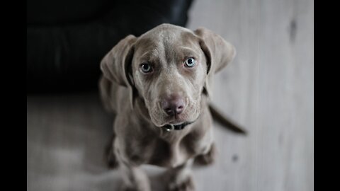 You will giggle at all the DOGS, Funny DOG Videos (Funny Animals #123)