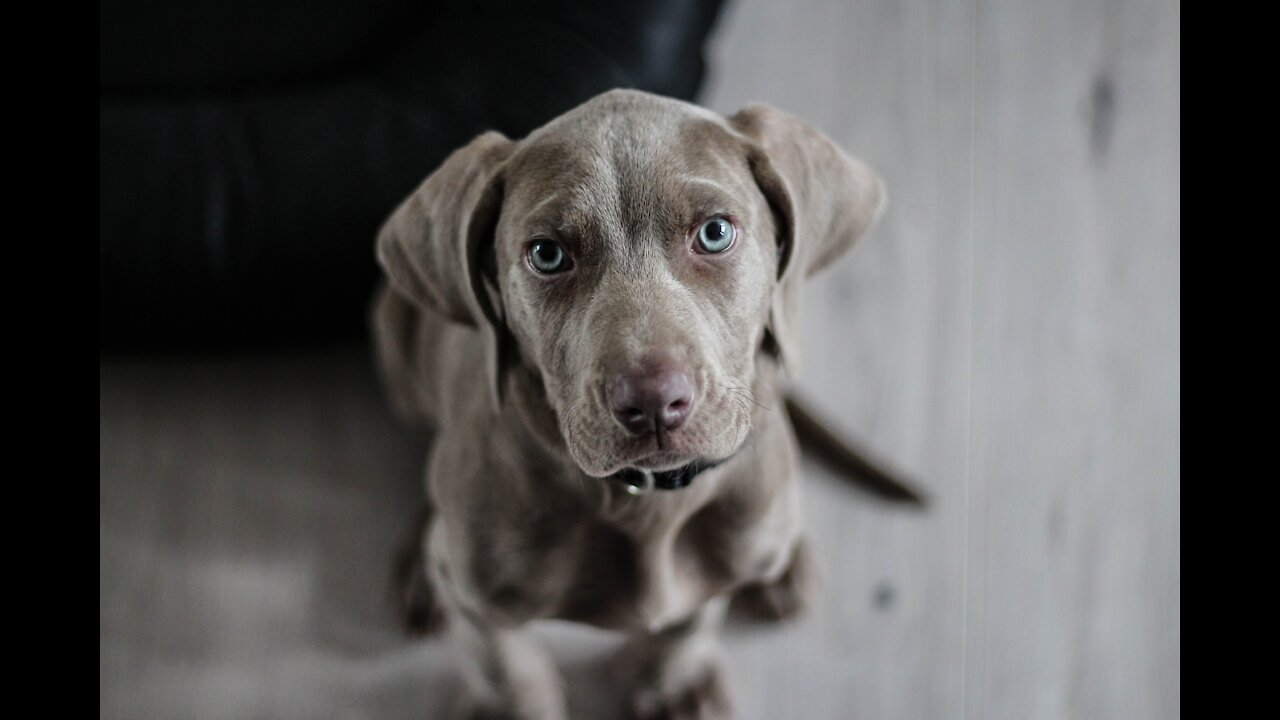 You will giggle at all the DOGS, Funny DOG Videos (Funny Animals #123)