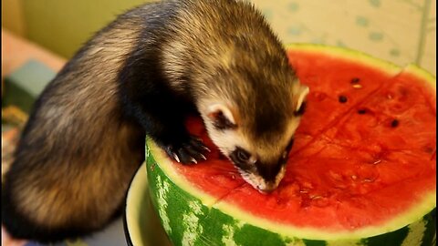 Kid Video | Animal For Kids | Funny Ferret For Kids