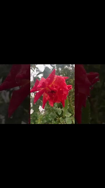 Roses in the rain are so beautiful- God's creation is stunning #rose