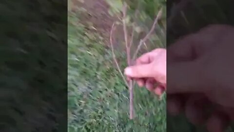 how to transplant basil in 10 seconds