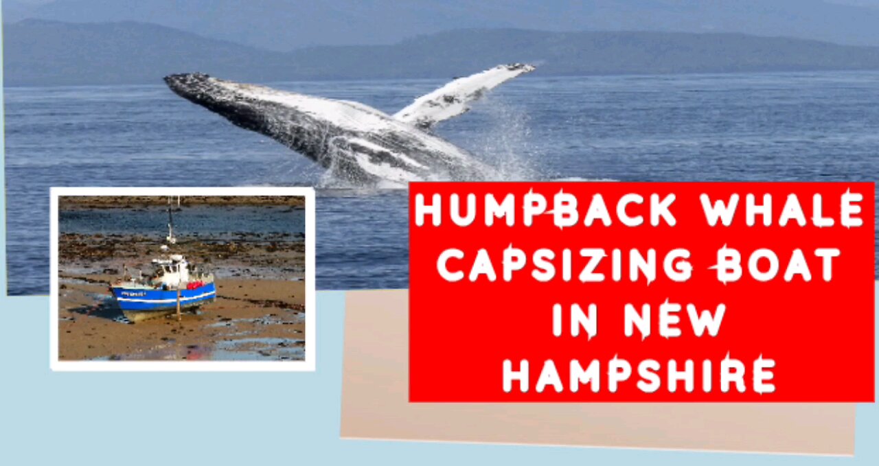Humpback whale Capsized boat