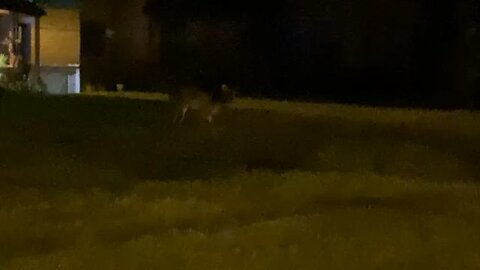 Oh Deer!
