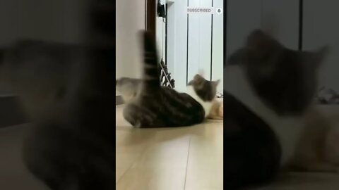 cute cat videos 😹 funny videos 😂 462 😻