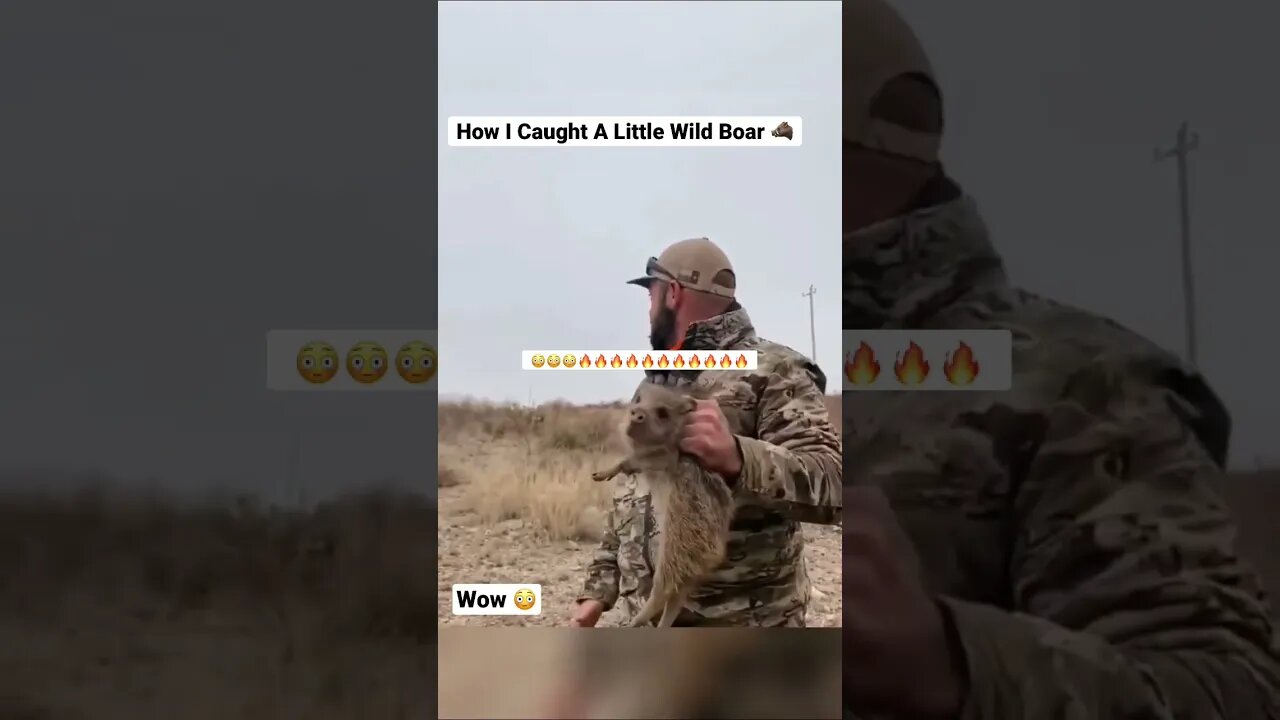 How I Caught A Little Wild Boar 🐗 #shorts #animals #wildboar