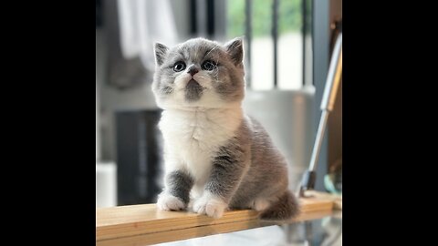 The cutest cat