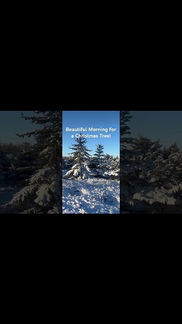 Beautiful Morning for a Christmas Tree! #christmas #christmastree #christmas2023