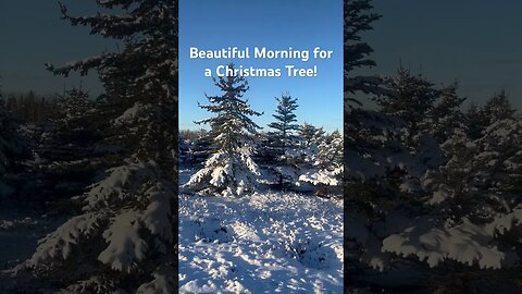 Beautiful Morning for a Christmas Tree! #christmas #christmastree #christmas2023