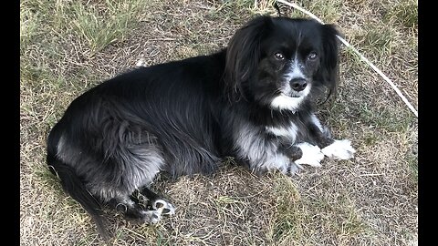 Veterinarian speaks about observing allergies and anxiety in overly vaccinated pets