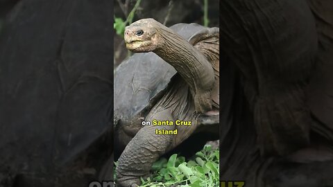 The Loneliest Animal In The World