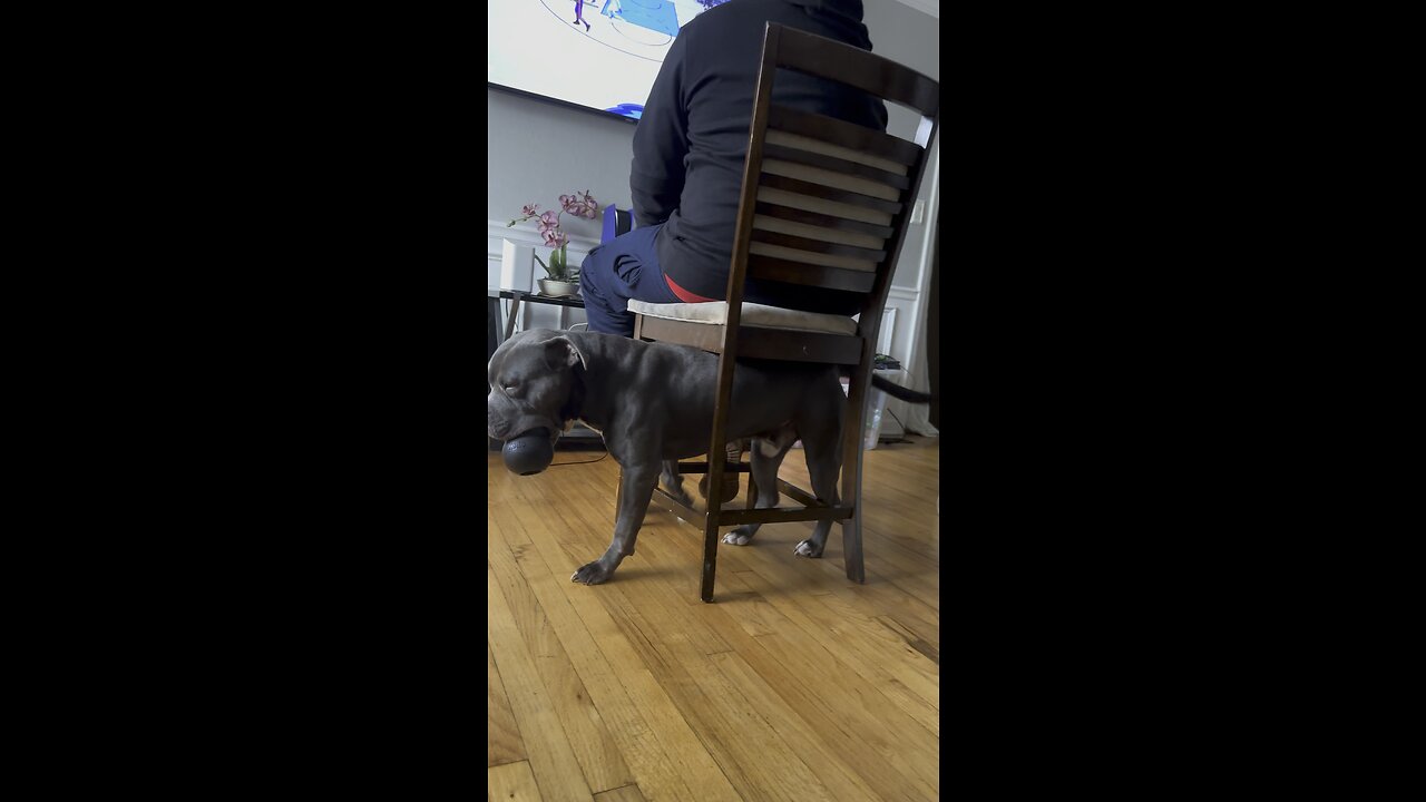 😆FUNNY DOG’S CLEVER WAY TO ITCH HIS BUTT