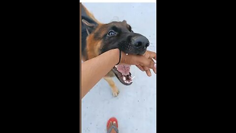 Angrey dog bite my hand