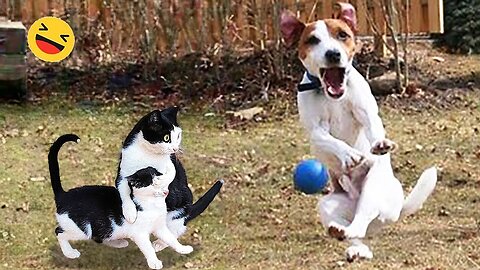 Funniest Cats and Dogs 🐶🐱 | Funny Animal Videos