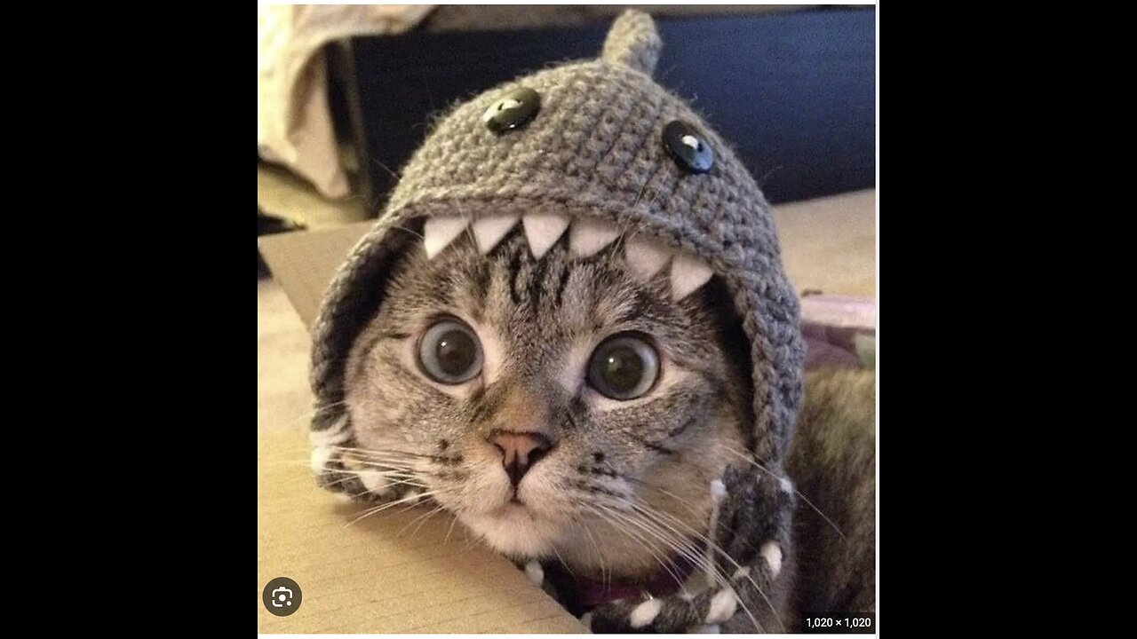 New Funny Animals π Funniest Cats and Dogs Videos πΊπΆ