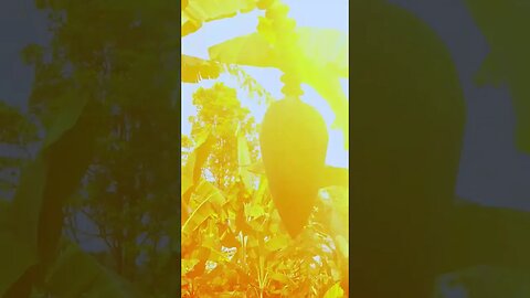 cinematic nature #shortscinematic