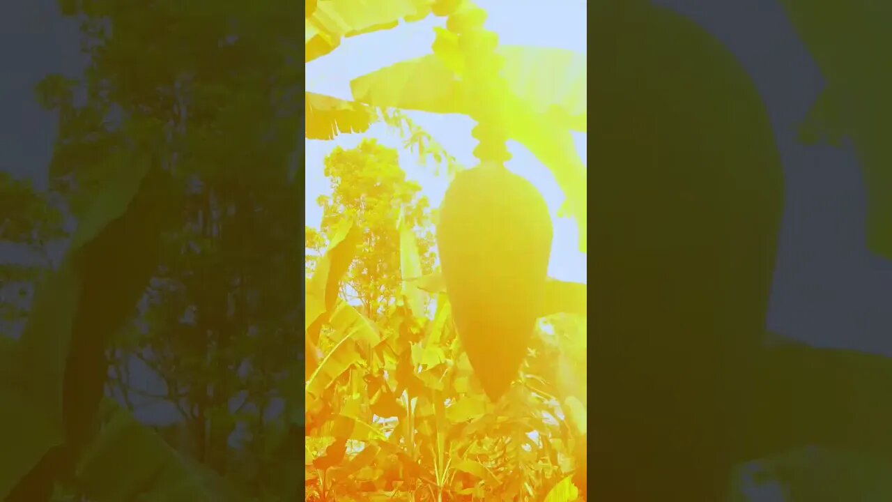 cinematic nature #shortscinematic