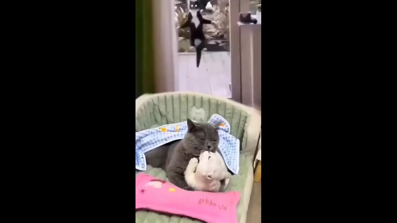 laughing blast video 🤣🤣🤣