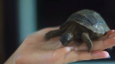 Woman hand with child of Aldabra giant tortoise