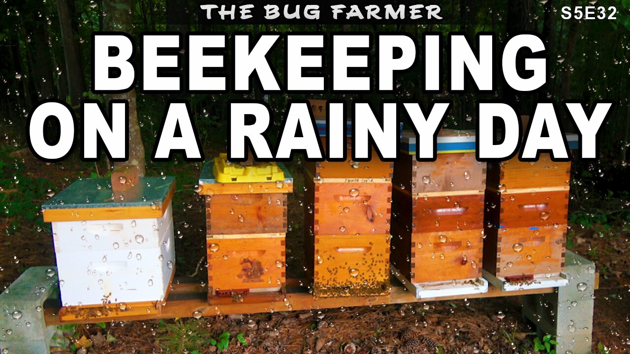 Beekeeping on a Rainy Day. The rain won't stop.