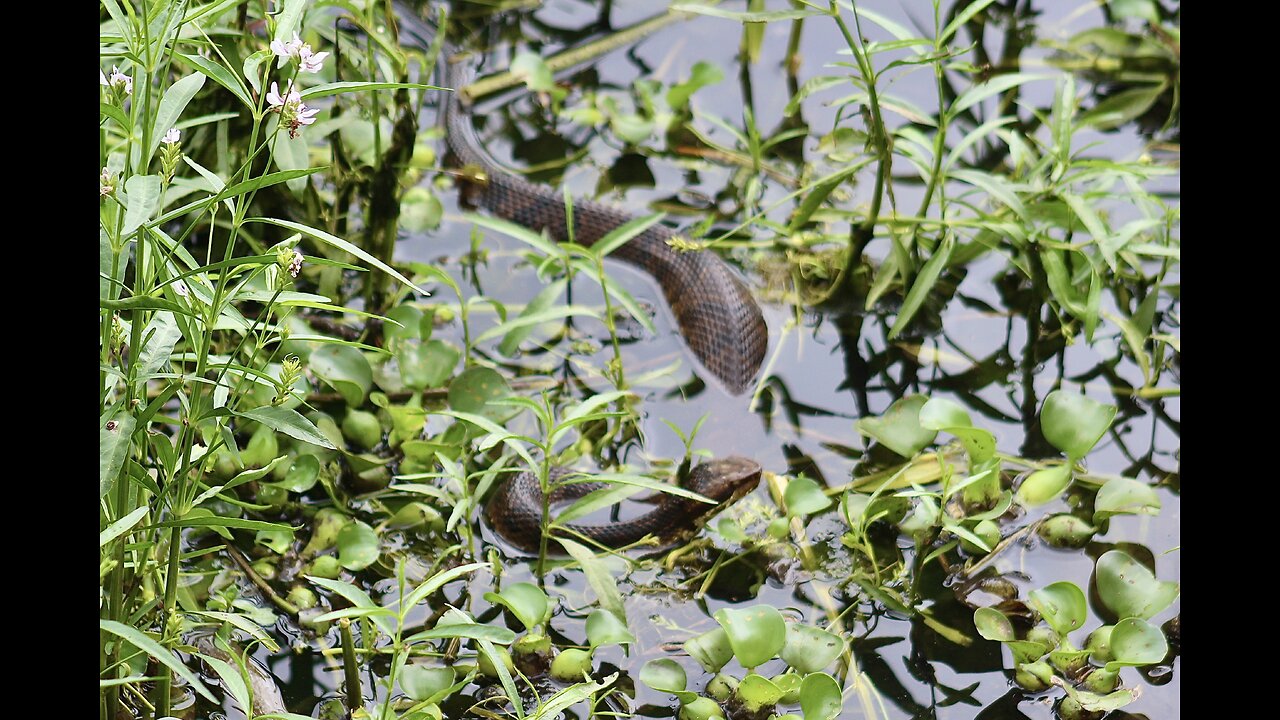 Huge dangerous water moccasin!!!!