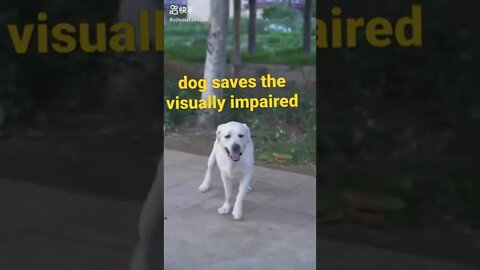 dog saves the visually ímpares😳😌😍#shorts
