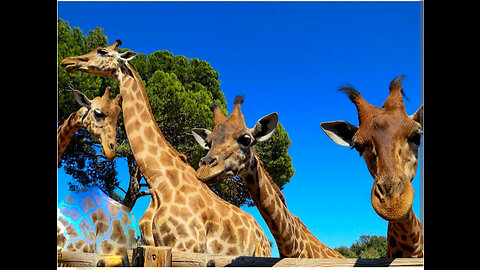 Funny Animales