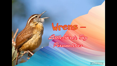 Wrens - Little Birds, Big Personalities