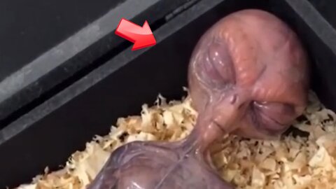 Dwarf Grey Man (Figure) that only looks real [Space]
