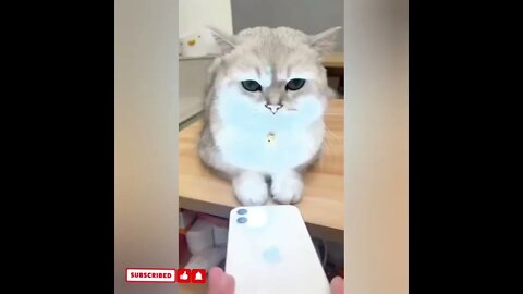 cute cat videos 😹 funny videos 😂1769
