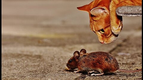 Funny Animals compilation makes you mood Up 😂🤣😇
