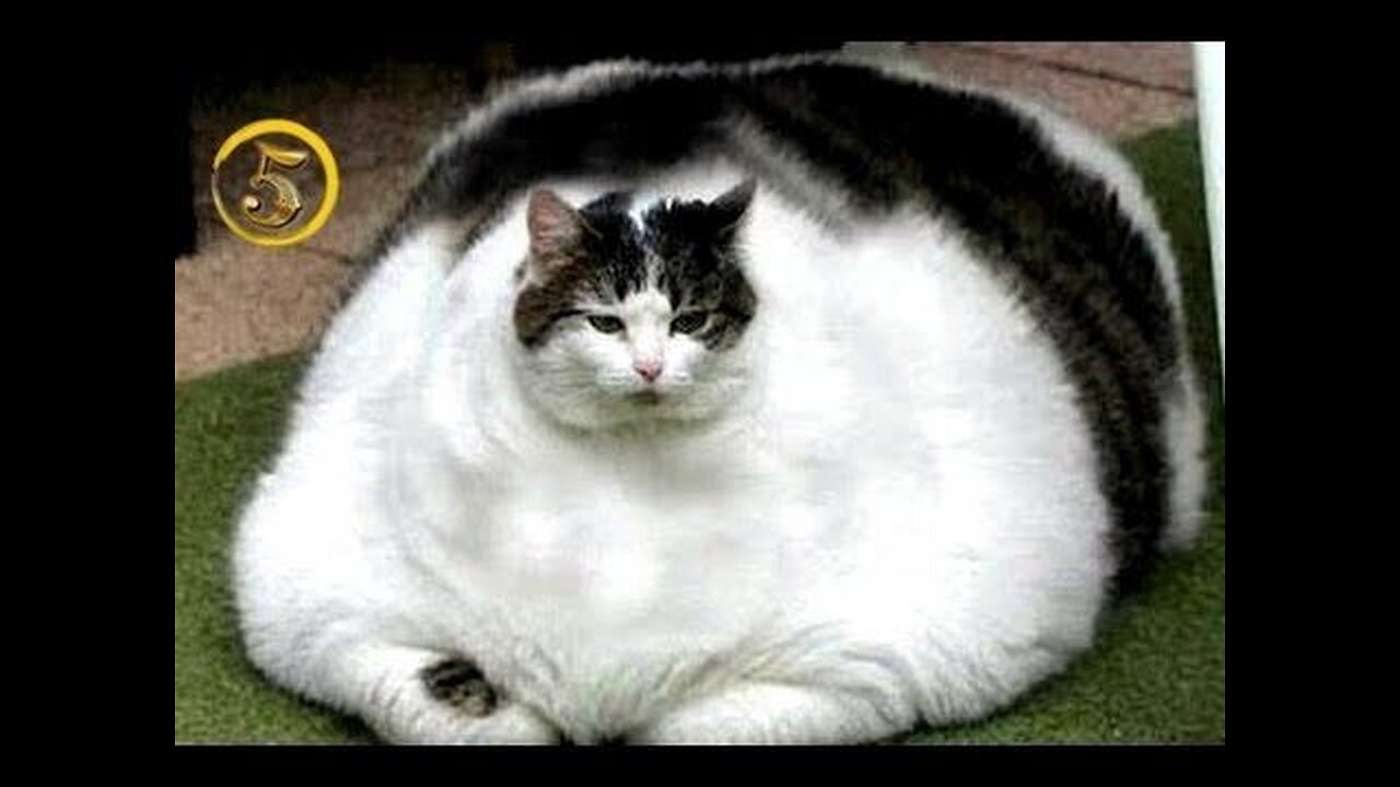 Funniest cats and dogs video, 🤣😍 2024 , Funny animal video, funny cat video funny kittens ✨