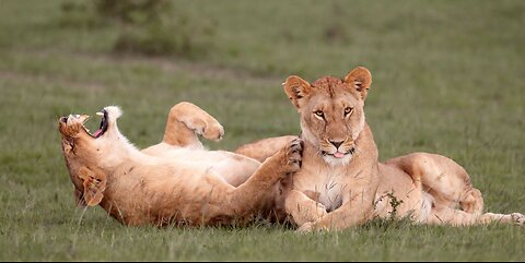 Funniest animals cats and dogs videos 2024 best completion of the year