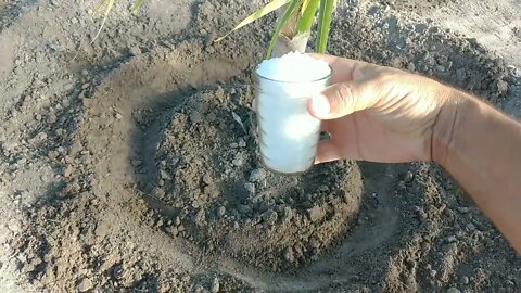 Sal nos pés de coco, aplicação de sal nos coqueiros Part 2