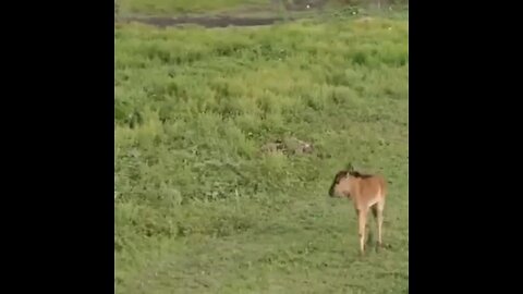 Lion Playing With Calf