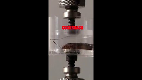 cockroach video