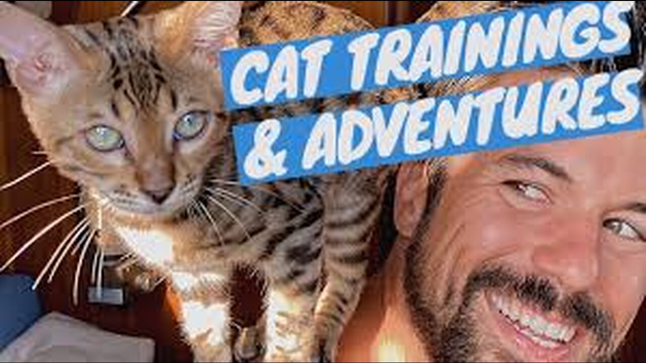 🐱little kittens meowing and talking - cut cat video🥰