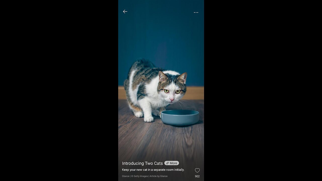 The reaction of cat is so cute 😂