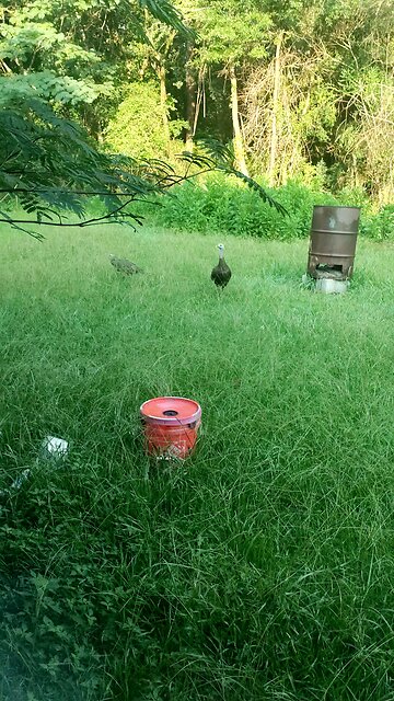 Real American Mammoth living