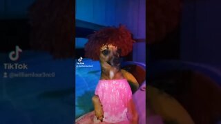 PIADA RUIM PRA CACHORRO- #shorts #humor #tiktok #trend #memes #doguinho #dogs