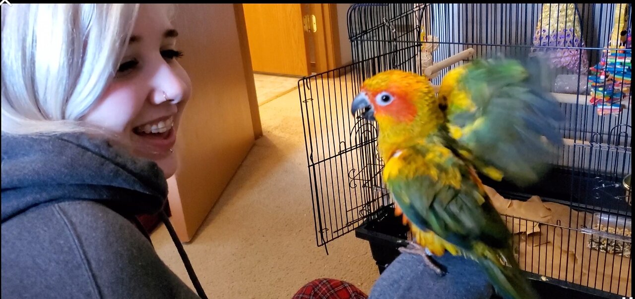 Baby Parrot Eats Too Many Peanuts 🥜 #sunconure #babyanimals #parrot #birds