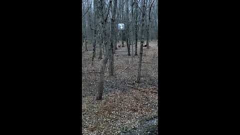 Lone #Doe on the prowl